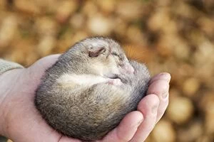 Curled Gallery: Fat / Edible Dormouse - sleeping