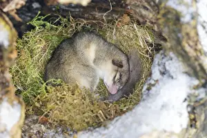Fat / Edible Dormouse - sleeping. Alsace - France