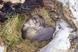 Dormice Prints: Fat / Edible Dormouse - sleeping. Alsace - France