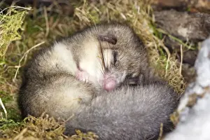 Fat / Edible Dormouse - sleeping. Alsace - France