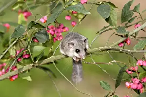 Dormice Prints: Fat / Edible Dormouse - in tree with flowers