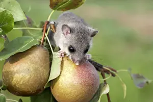 Fat / Edlible Dormouse. Alsace - France