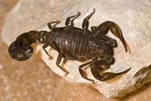 Images Dated 1st April 2010: Fat tailed Scorpion - Abu Dhabi - United Arab Emirates