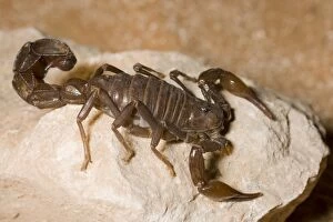 Images Dated 1st April 2010: Fat tailed Scorpion - Abu Dhabi - United Arab Emirates