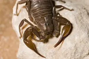 Scorpions Prints: Fat tailed Scorpion - Abu Dhabi - United Arab Emirates