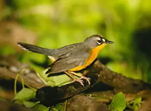 Fat-tailed Warbler