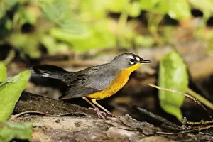 Fat-tailed Warbler