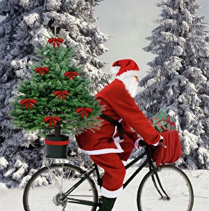 Father Christmas - on bicycle cycling past Fir Trees covered in snow
