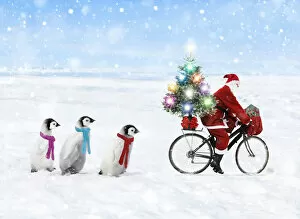 Father Christmas / Santa Claus cycling with a line of young Emperor Penguins wearing scarves Date: 24-Oct-06