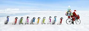 Father Christmas / Santa Claus cycling with a line of young Emperor Penguins wearing scarves