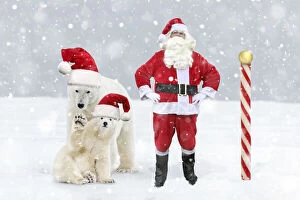 Images Dated 17th March 2020: Father Christmas / Santa Claus at the North Pole with Polar Bears in Christmas hats Date: 20-Sep-13