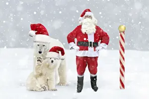 Claus Prints: Father Christmas / Santa Claus at the North Pole with Polar Bears in Christmas hats