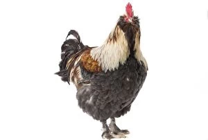Faverolles Gallery: Faverolles Chicken Cockerel / Rooster