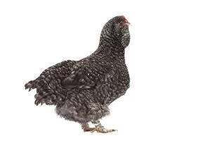 Faverolles Gallery: Faverolles Chicken Hen
