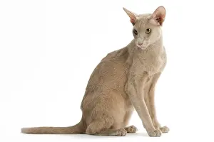Fawn Oriental Cat