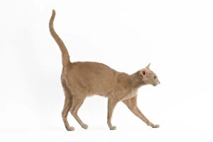 Tail Collection: Fawn Oriental Cat