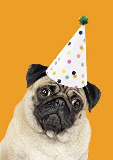 Birthdays Gallery: Fawn Pug Dog, wearing party hat. Digital manipulation