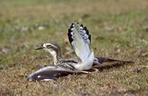 FC-428 Beach Stone Curlew - distraction display, feigning injury