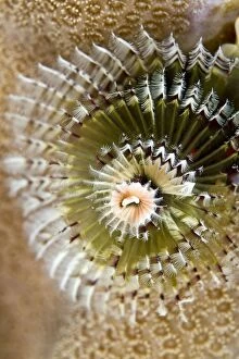 Images Dated 15th July 2011: Feather Duster / X-Mas Tree Worm