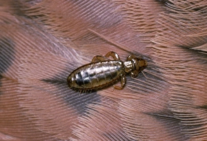 Images Dated 18th March 2008: Feather Louse - on feather of Kestrel