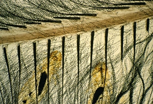 Images Dated 18th March 2008: Feather Louse - on feather. Magnification x10