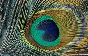 Round Prints: Feather of a peacock