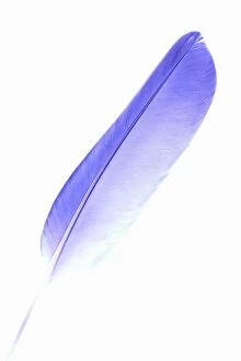 Images Dated 23rd May 2005: Feather - Purple