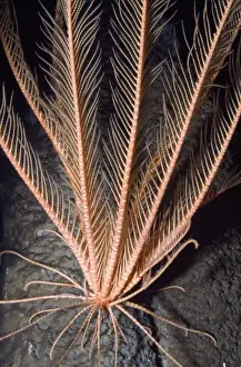 Starfishes Prints: Feather Star - crinoid. Deep sea, depth to 3300 feet. Monterey Bay California USA
