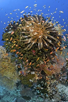 Ampat Gallery: Feather star (Crinoidea) atop reef outcrop