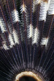 Marine Prints: Feather Star - Indonesia