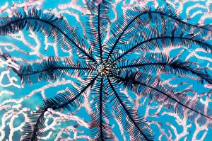 This feather star (Order Comatulida) has attached itself to a sea fan (Order Gorgonacea). This is a common sight as both animals filter their food from passing ocean currents, so they both prefer areas with high currents