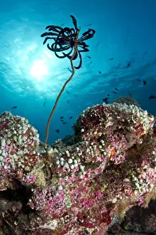 Poriferas Prints: Feather Star on a reef filled with Green Urn Sea Squirt (Didemnum sp)