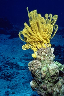 Images Dated 7th April 2009: Feather Starfish Indo Pacific