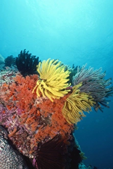 Images Dated 7th April 2009: Feather Stars Indo Pacific