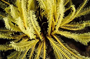 Feather stars (Order Comatulida), close relatives of sea stars, are named for the feathery appearance of their arms. These animals use their feathery arms to filter their food from the ocean currents