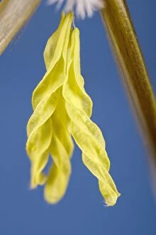 Anthers Gallery: Feather structure, Norfolk UK