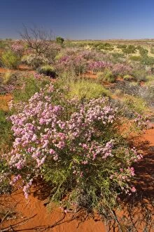 Images Dated 5th August 2008: Featherflower - spring desert abloom with pink coloured featherflower bushes growing on red sand