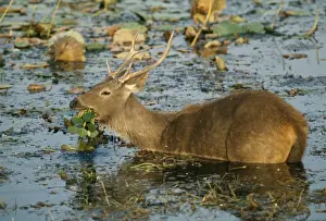 Sambar Prints: Feeding on weeds in water Ranthambhore National Park India
