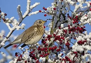 Images Dated 7th December 2010: Feildfare - in a berry tree after a hoar frost - December - Cannock Chase - Staffordshire - England
