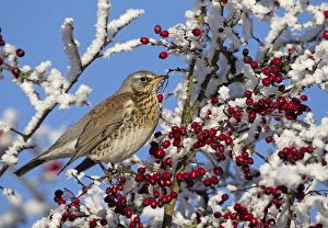 Feildfare - in a berry tree after a hoar frost - December Feildfare - in a berry tree after a hoar frost - December