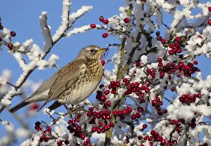 Hawthorn Prints: Feildfare - in a berry tree after a hoar frost - December - Cannock Chase - Staffordshire - England