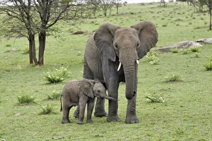 Africana Gallery: Female African Elephant with baby, Loxodonta