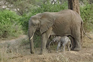 Africana Gallery: Female African Elephant with newborn baby