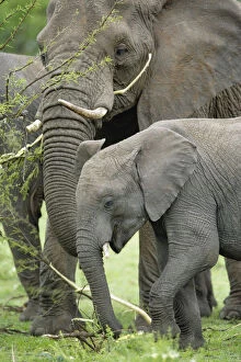 Africana Gallery: Female African Elephant with young, Loxodonta