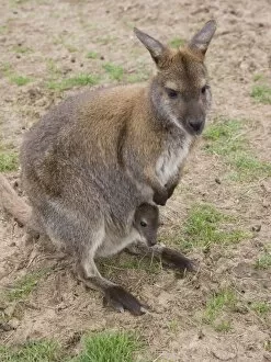 Female Bennetts Wallaby with joey in pouch