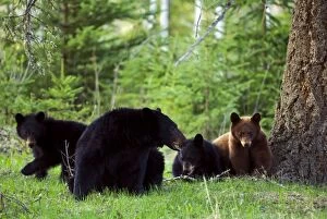 Female Black Bear with three Cubs, two black and