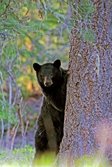 Female Black Bear watching from behind tree