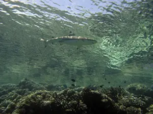 Female Black Tip Reef Shark - swimming just below the surface where her white underside blends in with the surface. This swimming near the surface is used by many shark species as a cammaflauge when hunting. Tumotos, French Polynesia