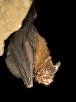 Images Dated 17th May 2007: Female Bumblebee Bat / Kitti's Hog Nosed bat - with baby attached to false nipple - Myanmar (Burma)