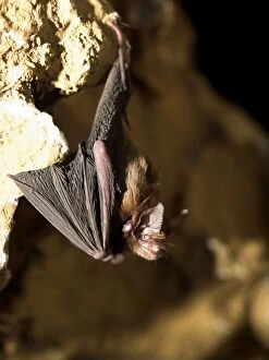 Female Bumblebee Bat / Kittis Hog Nosed bat